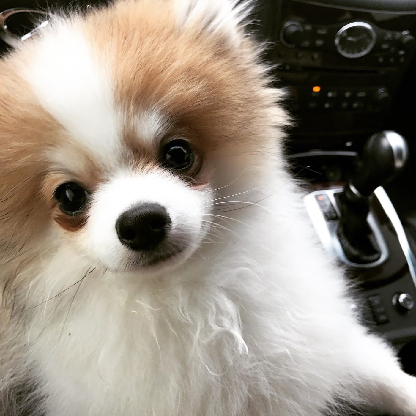 Freshly groomed papillon