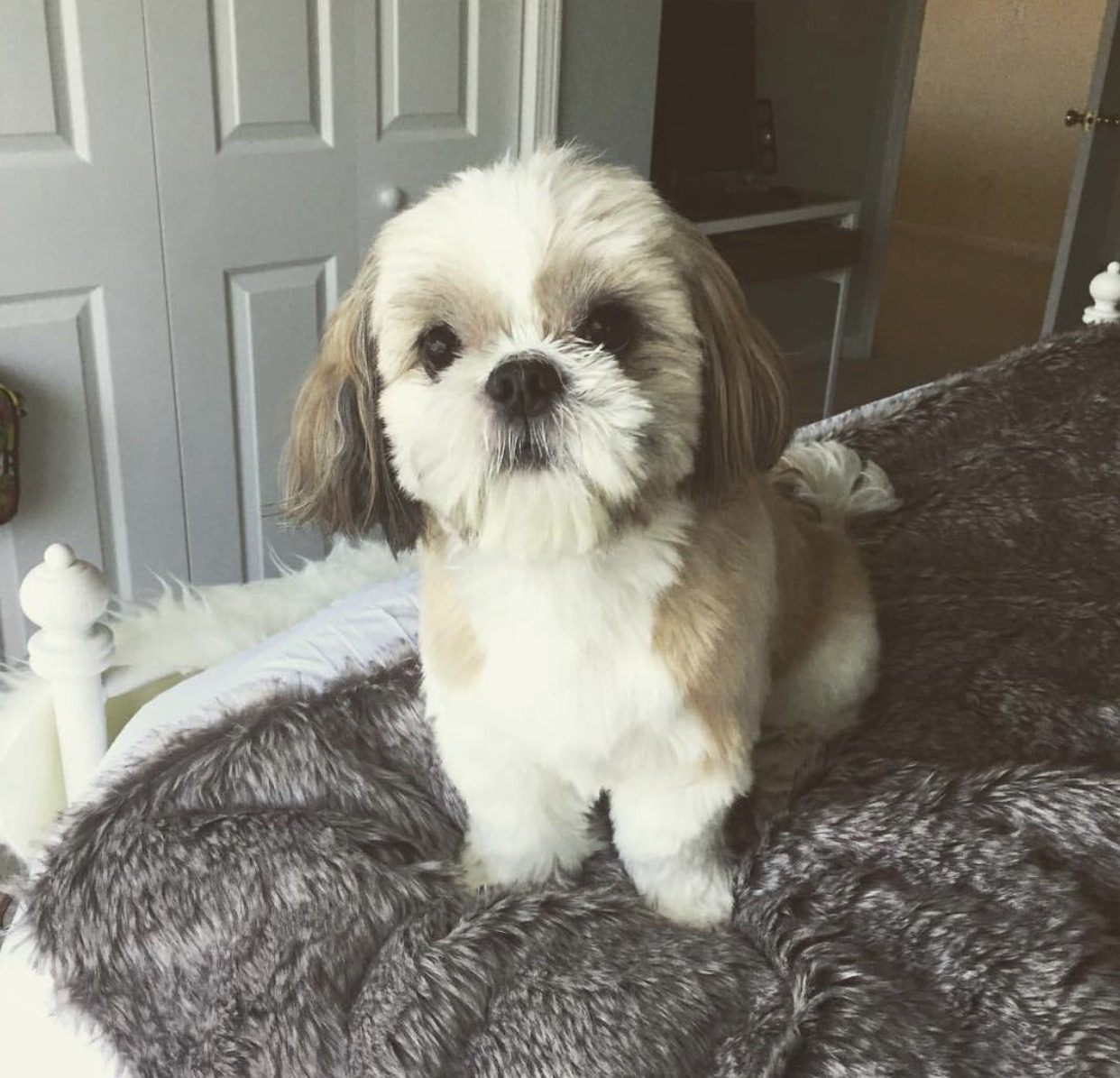 Shih tzu after a groom