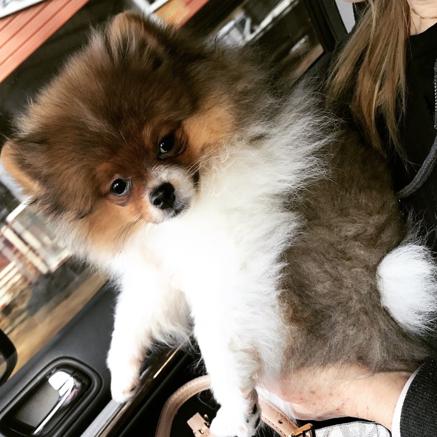 Pomeranian after a groom
