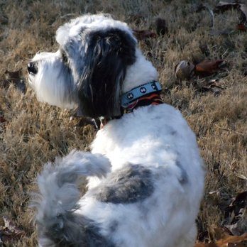Setter after a groom