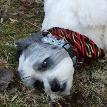 Pup with a bandanna