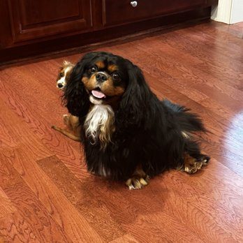 Cavalier after a groom