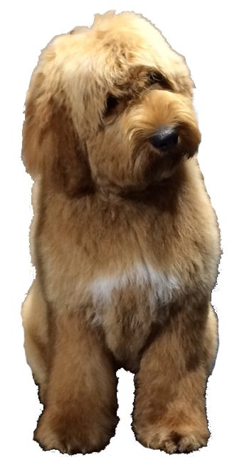 A freshly groomed doodle
